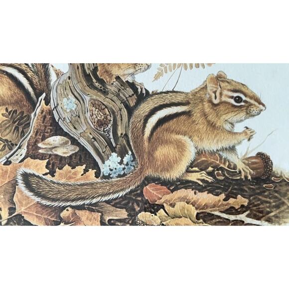 Jim Oliver Signed Print Eastern Chipmunks Framed Wildlife Art Plate 20 - Picture 4 of 15
